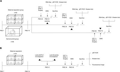 Upregulation of Netrin-1 in the hippocampus mediates the formation of visceral hypersensitivity induced by maternal separation